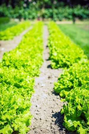Cultivated field: fresh green salad bed rows. Shot with a selective focusの写真素材