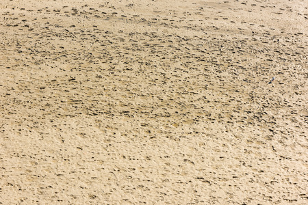 Human footprints on the sand of the sea bottom during a low tide