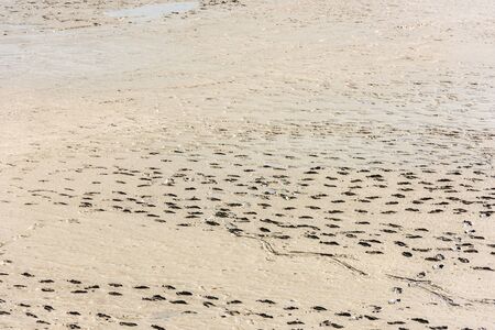 Human footprints on the sand of the sea bottom during a low tideの写真素材
