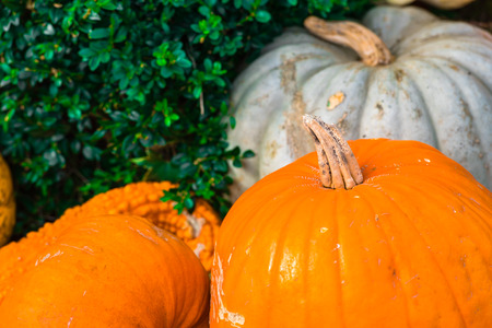 Orange pumpkins as a decoration. Shot with selective focusの写真素材