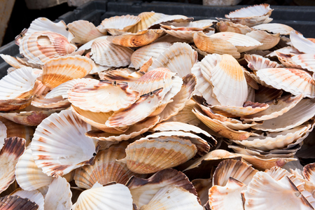 Heap of scallop shells as residuals in a metal containerの写真素材