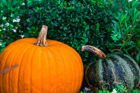 Orange pumpkins as a decoration. Shot with selective focusの写真素材