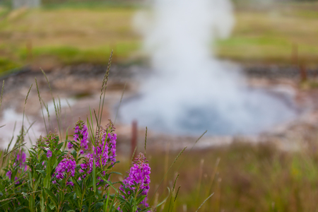Geothermal Spring on a blooming flower field in Icelandの写真素材