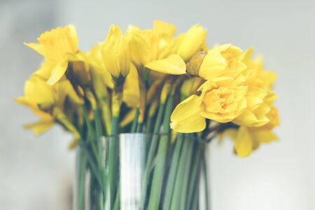 Yellow narcissuses bouquet in a glass vase. Indoors natural light shot with small depth of fieldの写真素材