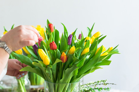 Woman arranging multicolored tulips in a glass vase. Indoors natural light shot with small depth of fieldの写真素材