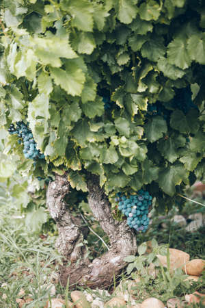 Ripe grapes on branch in the sunshine lightの写真素材
