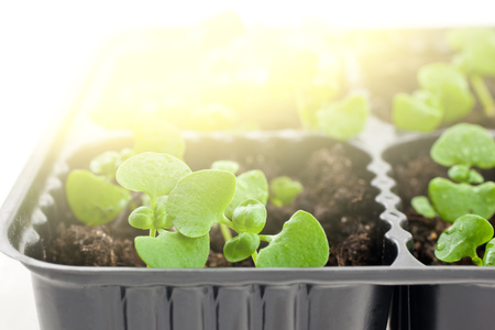 green sprouts in plastic pots isolated on white background. closeupの写真素材