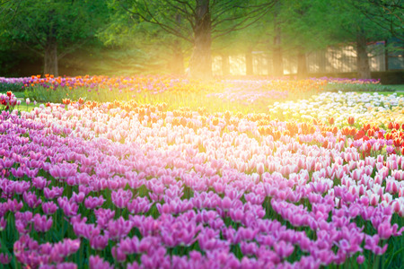Bright flowerbed in Keukenhof with solar effectの写真素材