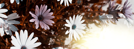 Osteospermum flowerbed infrared. Long wide banner with solar effectの写真素材