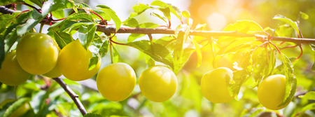 Ripe yellow plum tree branches in bright sunshine light. Long wide bannerの写真素材