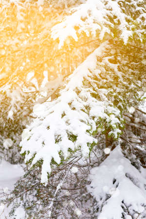 Snowy Fir-tree branches in the woods. Winter vertical shot with sunlightの写真素材