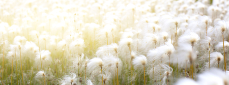 Arctic cotton grass (Eriophorum) field in Iceland. Long wide banner with solar effectの写真素材