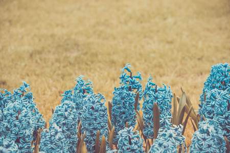 Hyacinths in an infrared style on a meadow. Copy spaceの写真素材