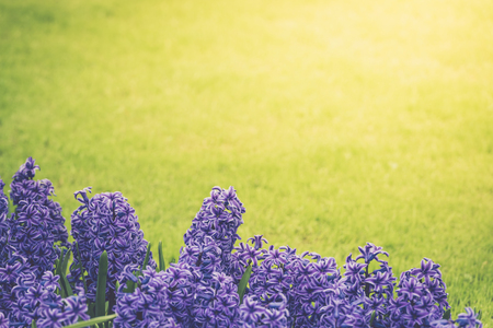 Bright purple hyacinths on a meadow. Copy spaceの写真素材