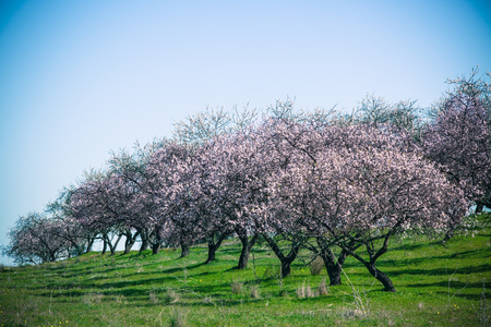 Pink Flowers Blooming Peach Tree Garden at Spring. Bright Blue Sky as Backgroundの写真素材