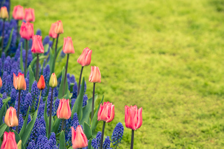 Pink tulips and Muscari hyacinth field in the Netherlands. Horizontal shot