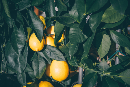 Lemon tree in a pot. Filtered shot の写真素材