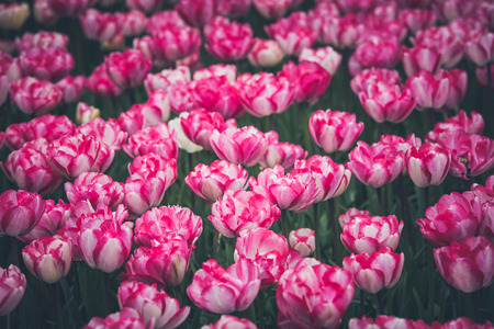 Multicolored tulips field in the Netherlands. Horizontal shotの写真素材