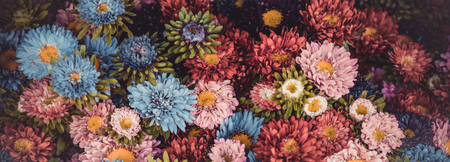 Bright multicolor asters decorative background. Long wide bannerの写真素材