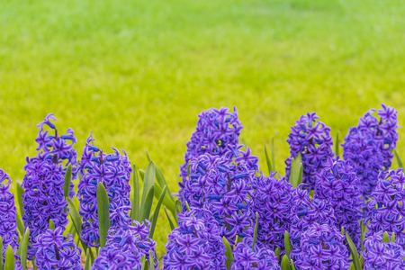 Bright purple hyacinths on a meadow. Copy spaceの写真素材