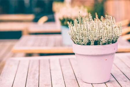 Potted white heather flowers standing on the wooden table outdoorsの写真素材