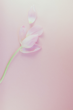 Pink tulip with petals on a pink background. Flat lay top view. Valentines romantic love easter spring conceptの写真素材