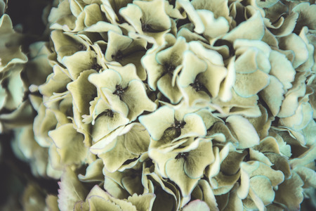 Close up of hydrangea flowers in a french marketの写真素材