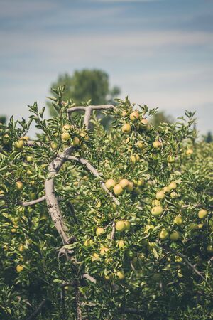 Apple orchard full of riped green fruits at sunny summer dayの写真素材