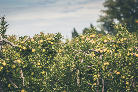 Apple orchard full of riped green fruits at sunny summer dayの写真素材