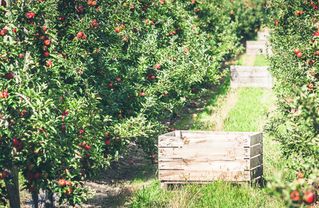 Apple orchard full of riped red fruits at sunny summer dayの写真素材
