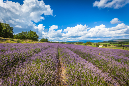 Lavender Field in Provence, France. Bright blue sky with cloudsの写真素材