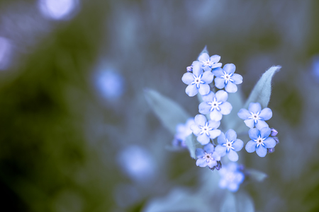 Unique defocused blue forget-me-not flowers close up image in the spring garden. Shallow depth of fieldの写真素材