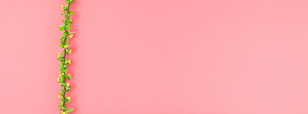 Creative flat lay concept top view of spring blossoming barberry branch with green leaves, barbs and yellow flowers on pastel color paper background with copy space in minimal style, long wide bannerの写真素材