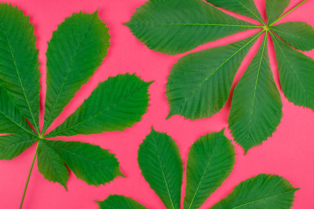 Creative flat lay top view pattern with fresh green chestnut leaves on bright paper pink background with copy space in minimal pop art style, floral plant frame template for textの写真素材