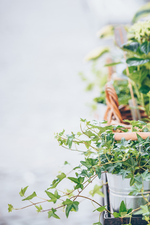 Green Plants in the pots placed on the table in the street flower shopの写真素材