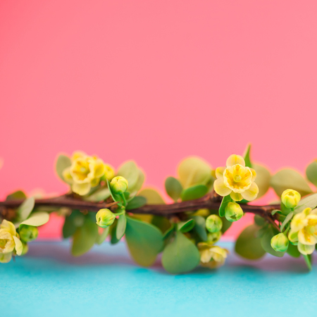 Spring blossoming barberry branch with green leaves, barbs and yellow flowers on square pastel color paper background with copy space in minimal style, template for text or designの写真素材