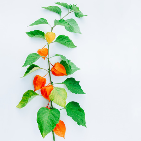 Orange Flower of physalis alkekengi isolated on white background. Withania somnifera. Ashwagandha. Chinese lantern plants, Japanese lantern, bladder cherry, winter cherry. Square imageの写真素材