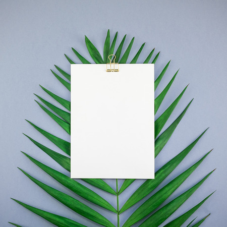Creative flat lay top view mock up blank paper sheet postcard clipboard green tropical palm leaves on blue grey paper background copy space. Minimal tropical palm leaf plants summer square templateの写真素材