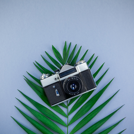 Creative flat lay top view of green tropical palm leaves and old photo camera on blue grey paper background with copy space. Minimal tropical palm leaf plants summer travel square concept templateの写真素材