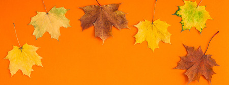 Creative Top view flat lay autumn concept composition. Dried bright autumn leaves orange paper frame background copy space. Long wide banner fall thanksgiving wedding anniversary invitationの写真素材