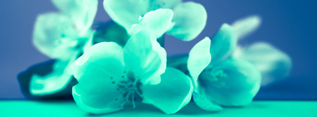 Apple blossoms over blurred background. Spring flowers creative infrared macro image with bokeh. Shallow depth of field. Long wide bannerの写真素材