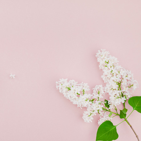 Creative flat lay concept top view of white lilac flowers petals on pastel pink background with copy space in minimal style, template for lettering, text or designの写真素材