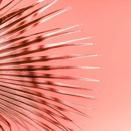 Branches of palm tree under the sunlight sky toned in living coral color of the year 2019の写真素材