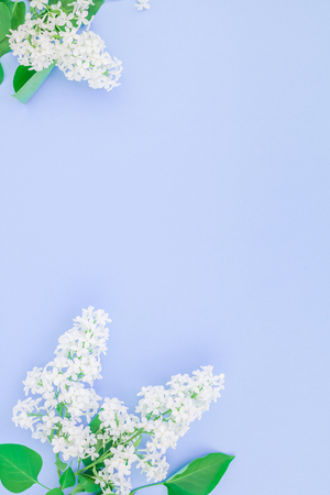 Creative flat lay concept top view of white lilac flowers petals on pastel blue background with copy space in minimal style, template for lettering, text or designの写真素材