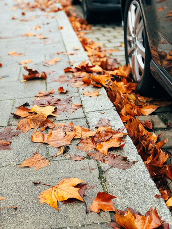 Dry yellow autumn leaves on the city sidewalk. Urban Fall conceptの写真素材