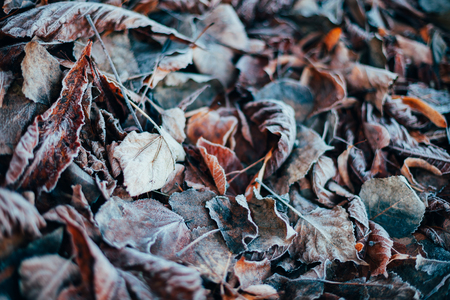 Close up of dry autumn leaves on the ground. Background with small GRIP, soft focusの写真素材