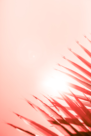 Branches of palm tree under the sunlight sky toned in living coral color of the year 2019の写真素材