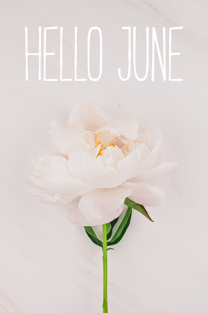 Beautiful blooming pink peony flower on marble background with Hello June text message for postcard or social nets. Wedding invitation and celebration greeting conceptの写真素材