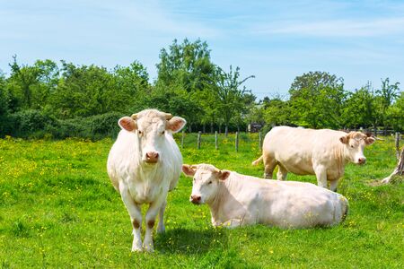 White Cows at the Green farmer pasture field landscape on a sunny summer day. Agricultural farming conceptの写真素材