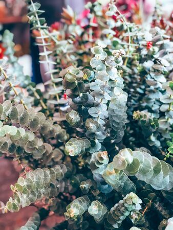 Beautiful eucalyptus branch decoration in florist shop on outdoor Christmas market in Munich. Mobile photoの写真素材